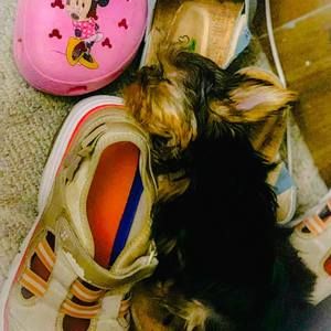 Meet your Posher, Dharma